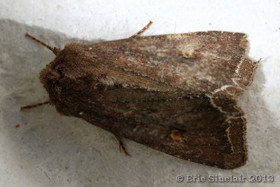 Bright-line Brown-eye